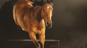 Warmblood Jumper, featured in episode 1, EQUUS: STORY OF THE HORSE: “Origins” on NATURE.