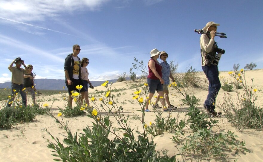 Owner of California Overland Joe Raffetto takes people on a short hike in Anza-Borrego Desert State Park to look at wildflowers, Feb. 28, 2019.