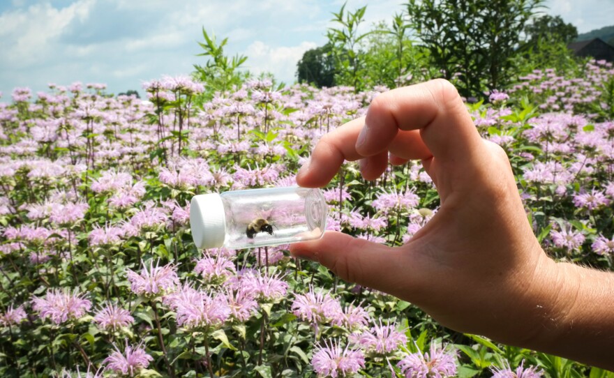 Penn State grad student Carley Miller holds up a bumblebee she's collected from the wildflower patch on Penn State University's research farm near State College, Pa. Researchers are testing how planting so-called "pollinator strips" of wildflowers near farm fields could help support wild bee populations.