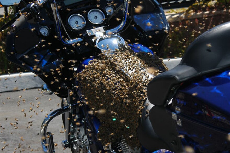 Swarm of bees on motor bike, California.