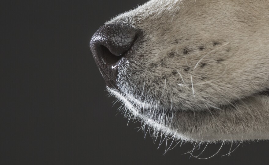 Scientists once compared the abilities of humans versus canines in tracking a trail of chocolate essential oil laid down in an open field. Though the humans weren't nearly as proficient as the dogs, they did get better with practice.