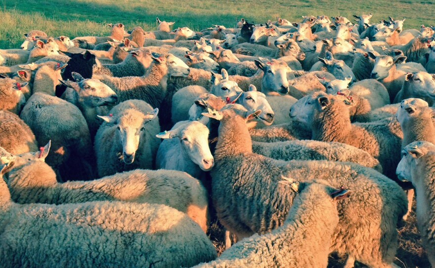 California sheep rancher Dan Macon had to sell almost half of his herd because the drought left him without enough feed.