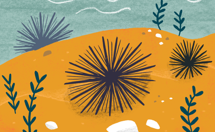 inewsource-Illustration-seaurchin_1.png