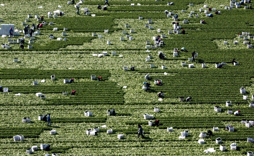 Workers pick fresh basil in a field in Villa Benito Juarez, Sinaloa. The tender leaves are carefully boxed for export to the United States.