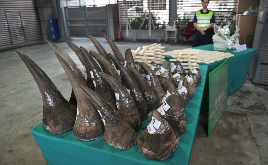 Confiscated rhinoceros horns are displayed in Hong Kong's Customs and Excise Department Offices on Nov. 15, 2011. Supporters of the ban on trading rhino horn say striking it down would encourage international smuggling of rhino horn.