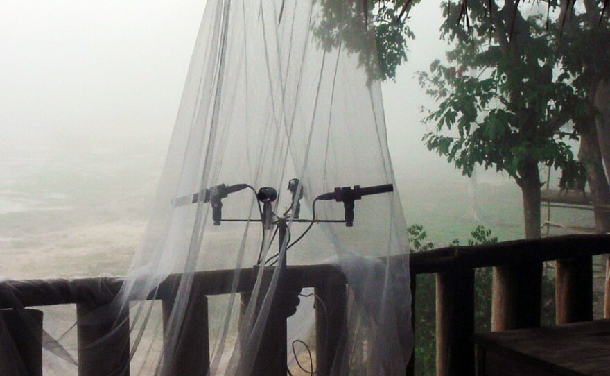 Mosquito nets around the microphones kept bugs away from the mics during recording sessions.
