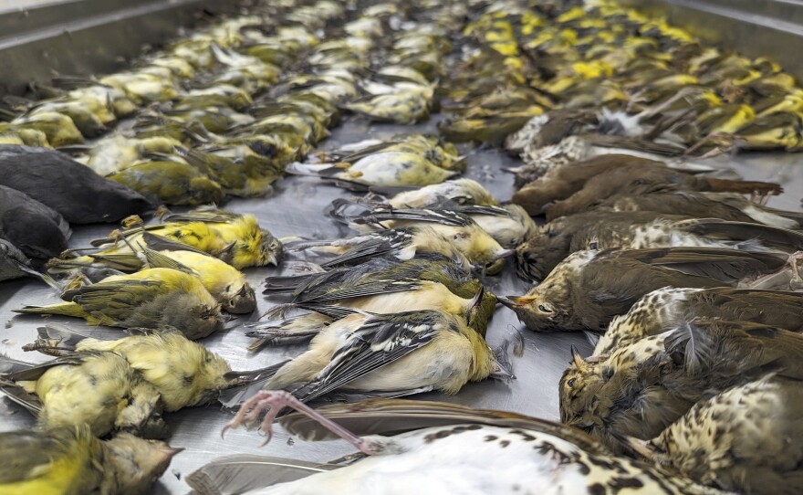 Douglas Stotz, a senior conservation ecologist at the Chicago Field Museum, said the hundreds of dead birds was "way beyond what I could have imagined."