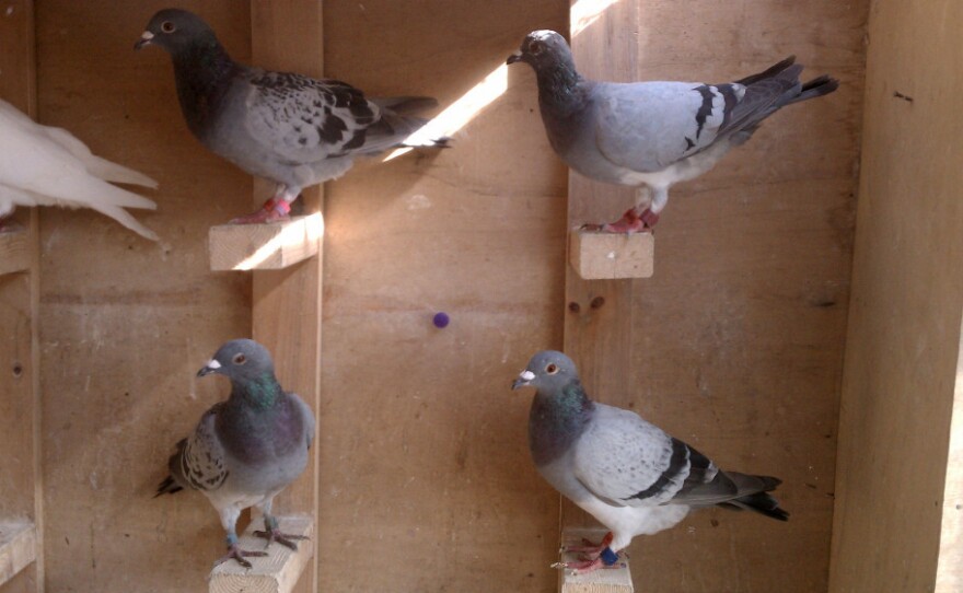Bill Desmarais keeps his racing pigeons in a loft behind his house in Fall River, Mass.