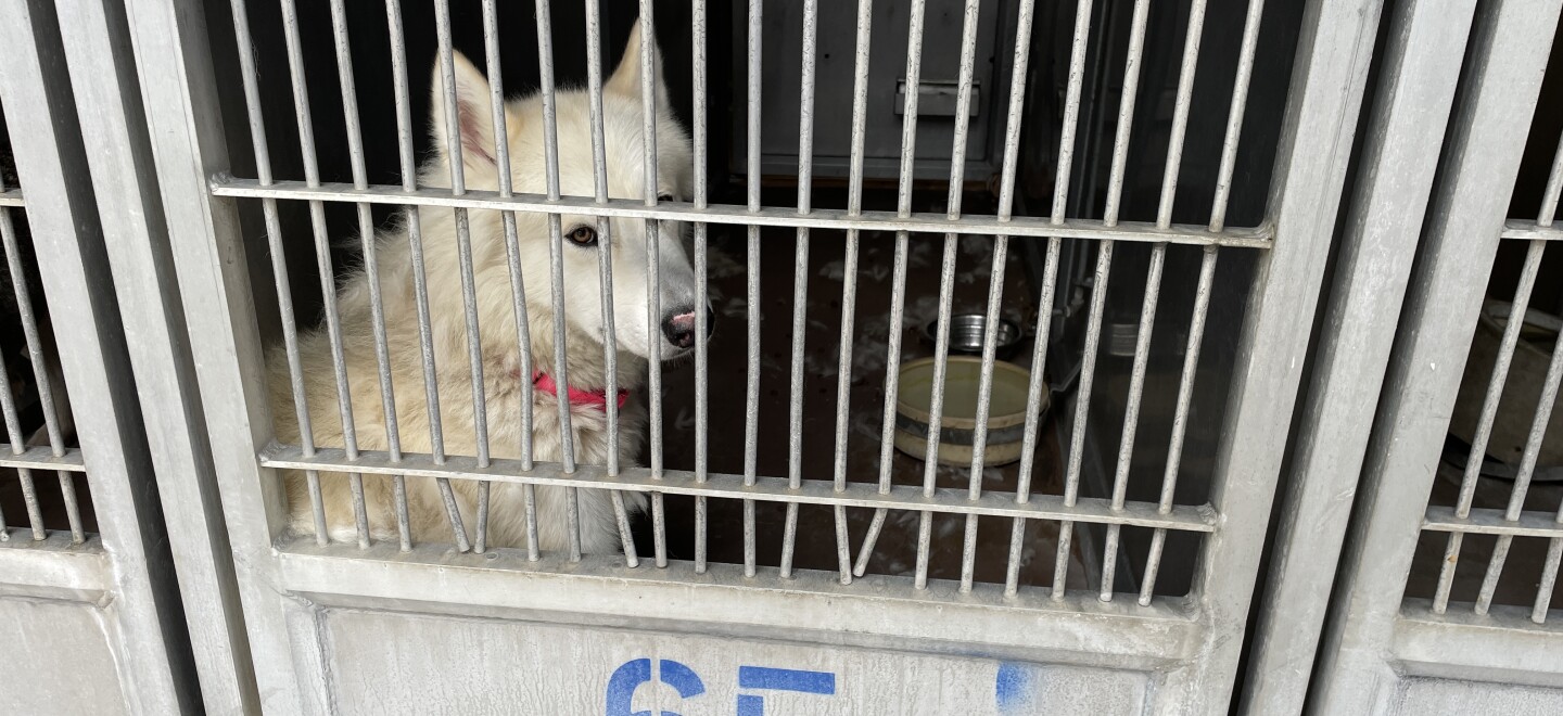 A dog in a kennel at the San Diego County animal shelter in Bonita on June 3, 2025.