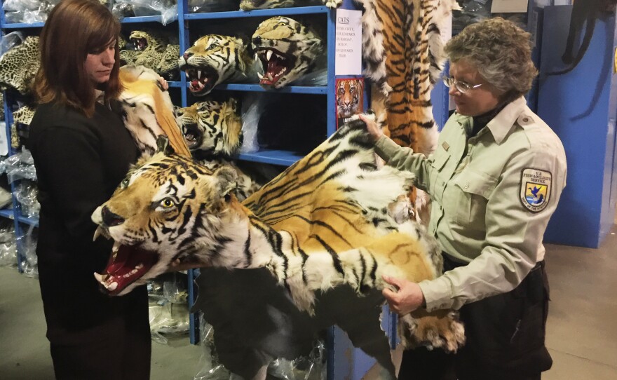 Coleen Schaefer (left) and Doni Sprague display a tiger pelt that was confiscated and is being stored at the National Eagle and Wildlife repository on the outskirts of Denver. Some 1.5 million items are being held at the facility. The Asia-Pacific Trade Pact, which is still under negotiation, would punish wildlife trafficking.