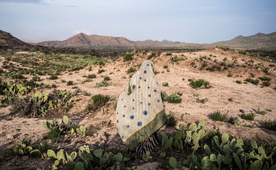 A woman walks through a cactus field in a drought-stricken area of western Somaliland.