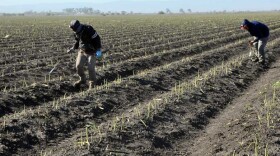 Farm workers hand-pick California asparagus during the 2013 harvest.

