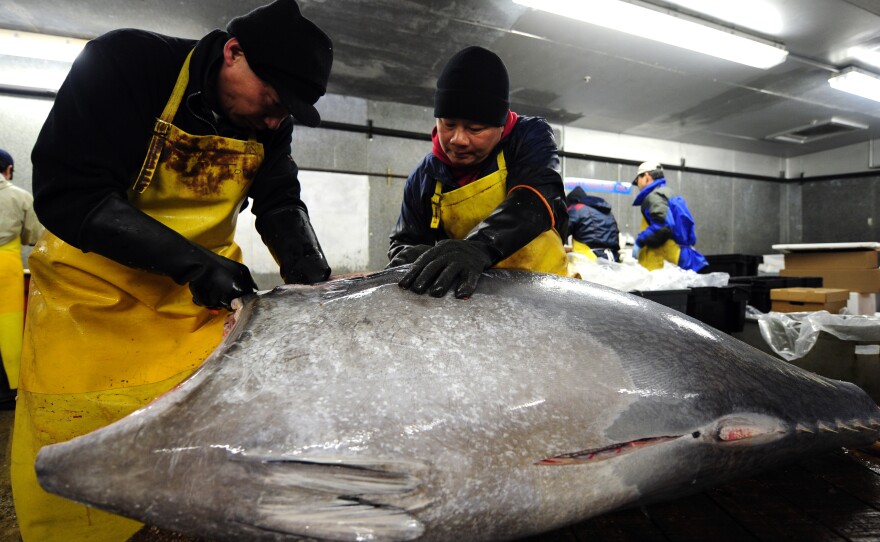 Fish market workers in Jersey City, N.J., prepare a bluefin tuna for shipment to some of New York's top sushi restaurants.