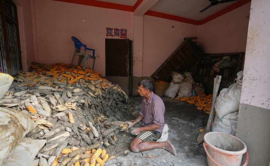 A farmer cleans his corn crop after flash floods in Nepal's Nuwakot district on Saturday, Aug. 29, 2026.