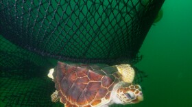 Two federal agencies say loggerhead sea turtles on West Coast are endangered.