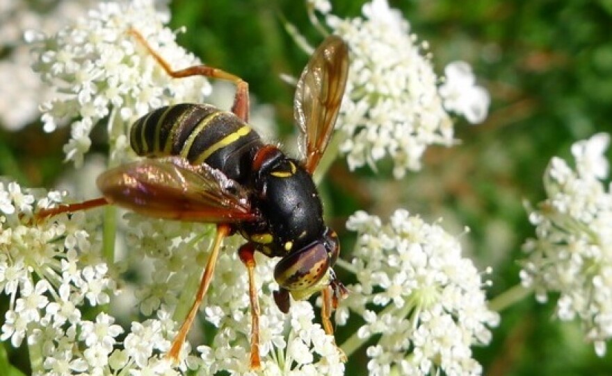 A typical hoverfly (<em>Spilomyia diophthalma</em>)