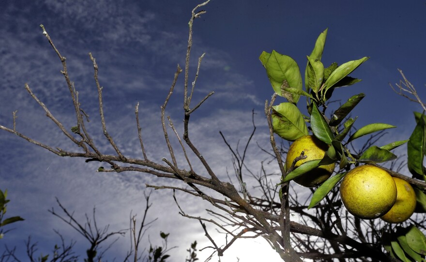 Oranges ripen in a grove in Plant City, Fla. Citrus greening, a disease spread by a tiny insect that ruins oranges and eventually kills the trees, has put the future of the state's $10 billion citrus industry in doubt.