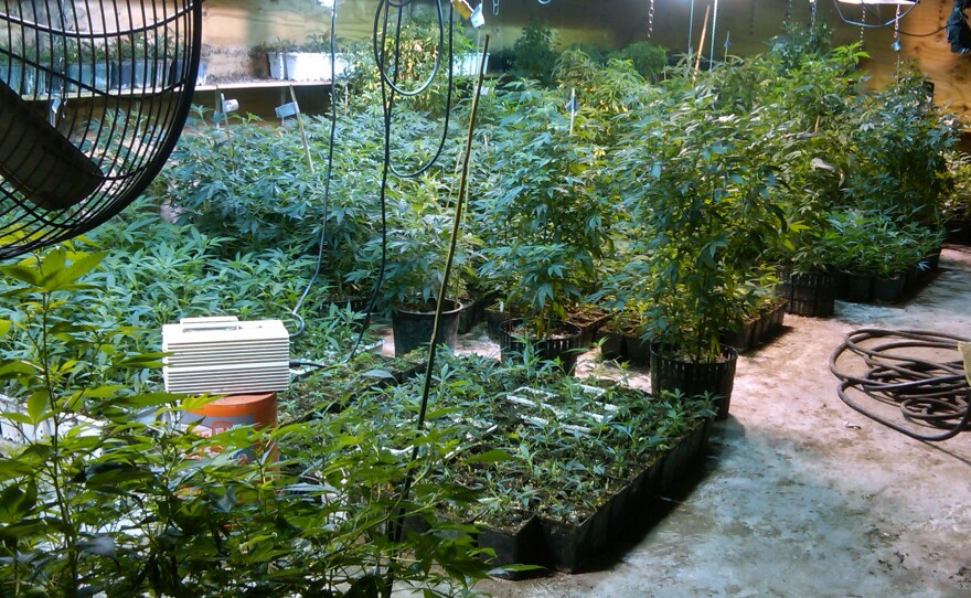 A photograph taken on May 20, 2013, by the DEA Strike Force shows some of the marijuana plants the agency says were grown by a woman from a wealthy New York suburb, in a warehouse in the Queens borough of New York.
