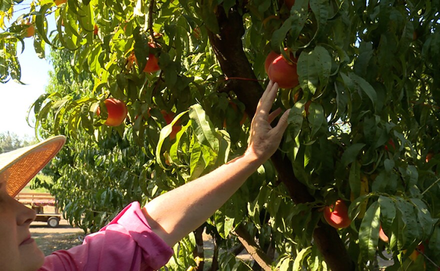 Host Nan Sterman admires a pluot tree.