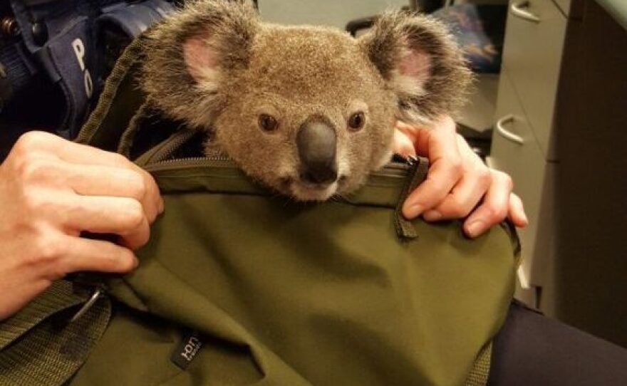 The koala was found during a traffic stop in Queensland, Australia.