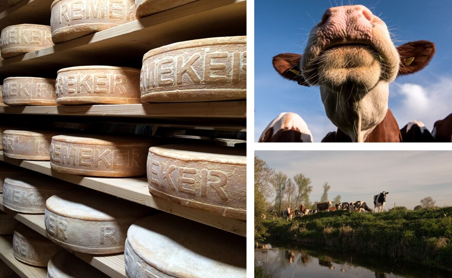 Right: Cows pictured as if for a classic Dutch landscape painting. Left: Remeker is a Dutch farmhouse cheese, made using organic, raw milk. It's a variation on traditional gouda.