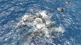 A group of sperm whales, including non-relatives, work to keep a newborn calf afloat in the hours after its birth.