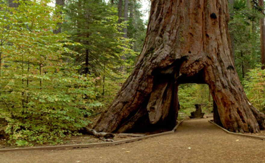 The Pioneer Cabin sequoia in Northern California's Calaveras Big Trees State Park was carved into a tunnel in the late 19th century. It fell on Sunday, brought down by a massive storm.