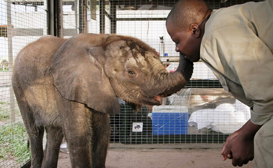 Naledi with Abu Camp Elephant Manager Wellington Jana. Abu Camp, Botswana.