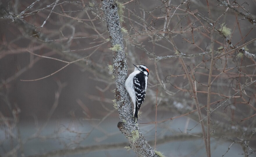 Downy woodpecker on tree in winter. Brooklin, Maine.