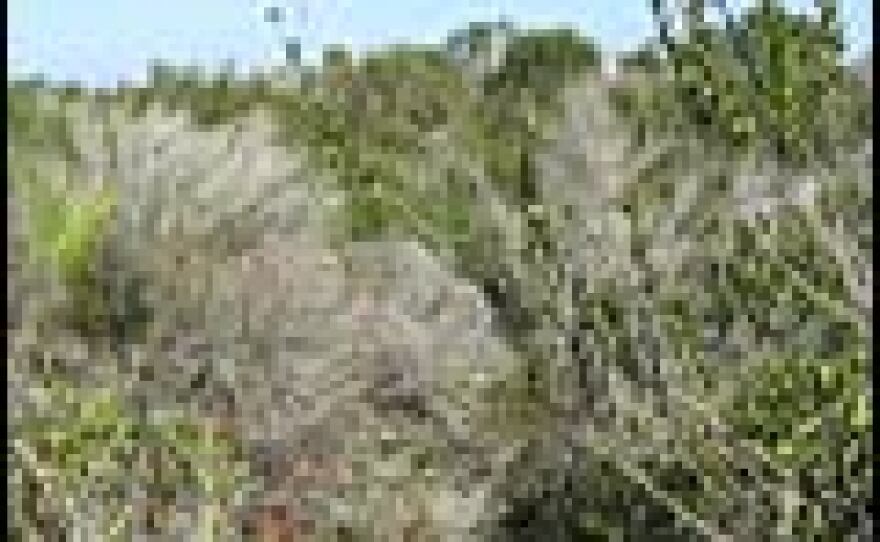 The Archbold Biological Station's nearly 9,000 acres are a refuge for the last big patch of Florida scrub.