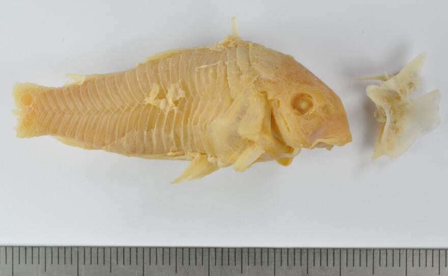 A catfish that is part of the Dead Animal Tales exhibit at Rotterdam's natural history museum. The fish died after being swallowed by a man who didn't know it was armored with sharp spines.