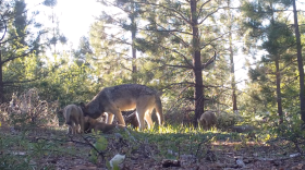 A female adult, a yearling, and three pups walking through coniferous woods in Lassen County in this undated image released on Aug. 6, 2019.