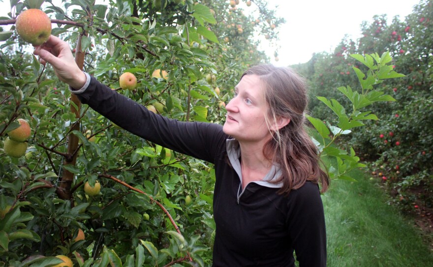 Sydney Kuhn owns Kuhn Orchards in Cashtown, Penn. "We've actually had customers at market ask us about SweeTango," she says. "And we explain that it's a club variety, and we are not part of the club, so we cannot grow that apple."