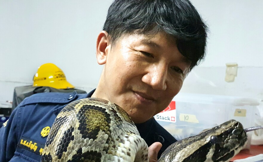 Firefighter Pinyo Pukpinyo holds a Burmese python. In 16 years of snake wrangling, he says he has been bitten more than 20 times but helping people desperate to get rid of snakes in their homes "makes me happy."