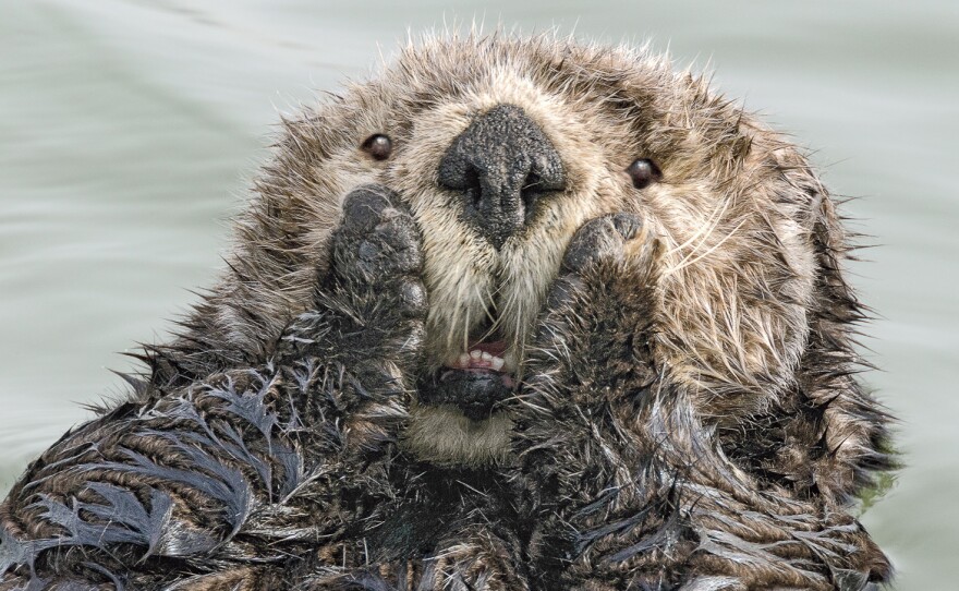 Oh my, this sea otter in Seward, Alaska, didn't see you standing there!