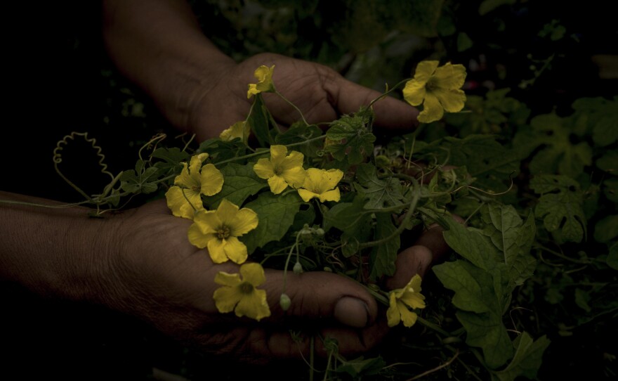 A Filipino abortionist holds up the flowers of the bitter gourd. Abortions are against the law in the Philippines, but some midwives and others will use bitter gourd — believed to cause a miscarriage when ingested — and other methods to terminate a pregnancy.