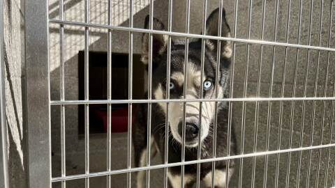 A dog stands in its new kennel at the Santee Animal Shelter, Oct. 15, 2026.