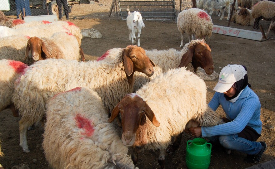 A Palestinian Bedouin girl milks a sheep in her family's makeshift camp in the West Bank. Herders live close to their animals, their main source of income.