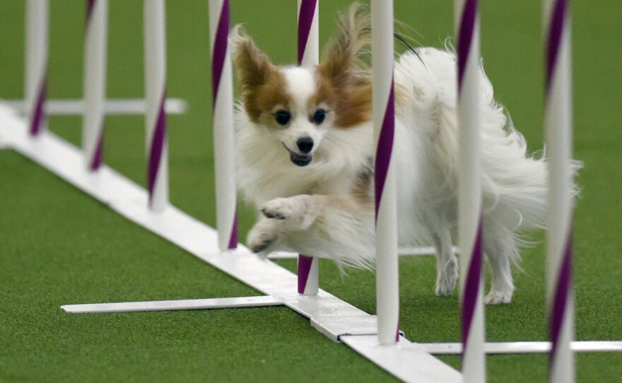 A dog competes in the agility ring during the 2nd Annual Masters Agility Championship at Westminster dog show.