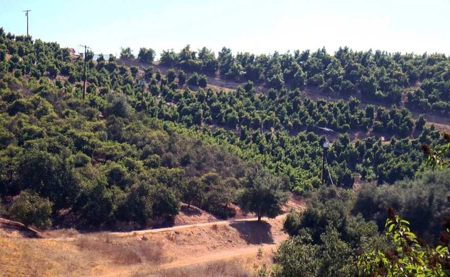 Ridge Creek Ranch avocado orchard in Valley Center, Calif., part of the Avocado High in San Diego County, Oct. 15, 2024.