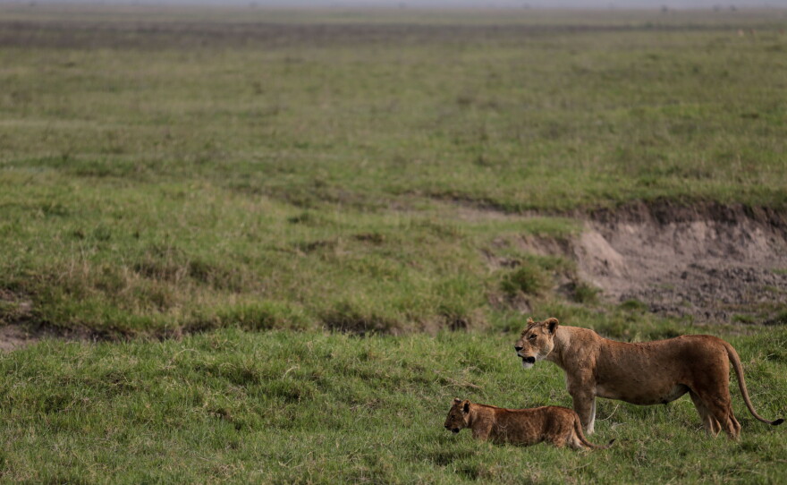 Lions walk in the Ngorongoro Crater in Ngorongoro Conservation Area, west of Arusha, northern Tanzania, Monday, Jan. 19, 2015.