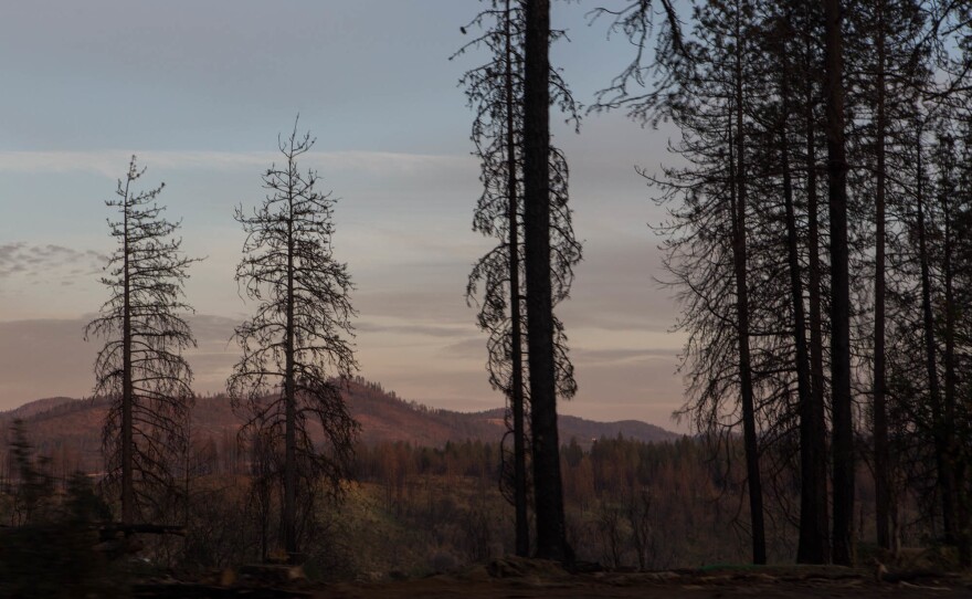 In November 2018, the Camp Fire, which destroyed Paradise, Calif., claimed at least 85 lives and forever changed thousands more.