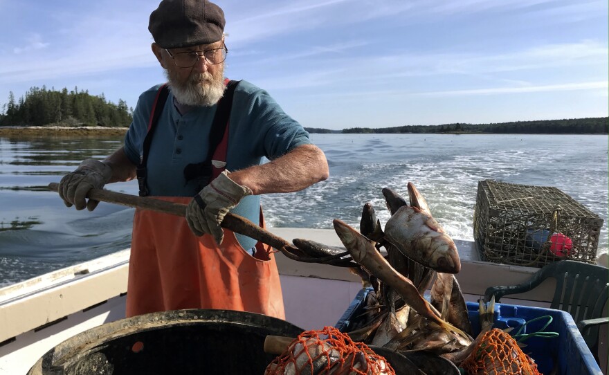 Maine lobsterman Verge Prior, 77, works the stern spearing poagies (bait fish) on Aquarius, the lobster boat he built 50 years ago, while his grandson Nick is at the helm. The lobster fleet is "graying," with fewer young people entering the industry.