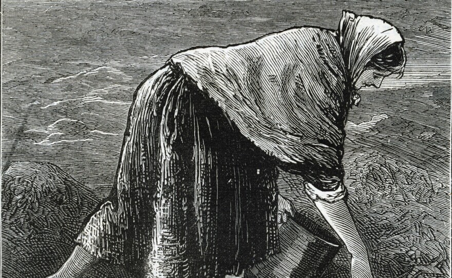 Famine in Ireland: An illustration from 1879 shows an Irish woman collecting seaweed along the coast.