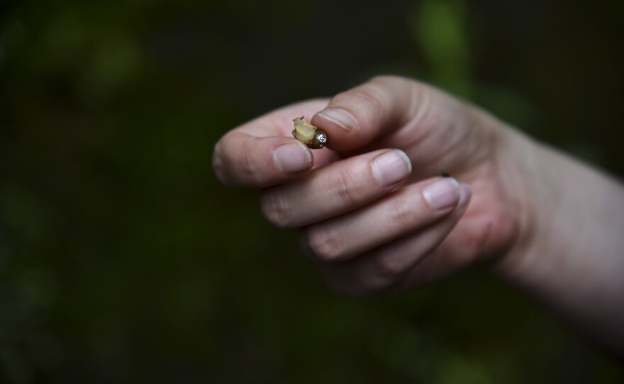 Cody Gilbertson holds up a tagged Chittenango ovate amber snail that's ready for release.