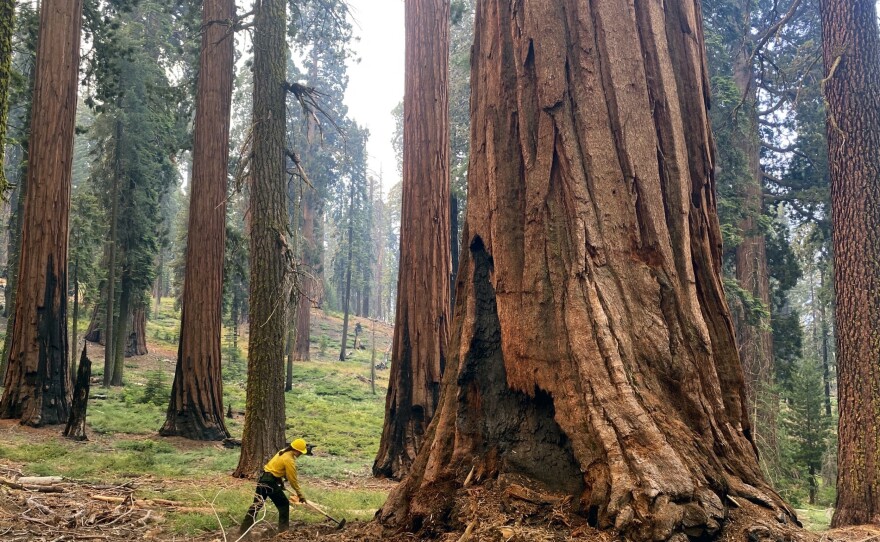 A firefighter clears loose brush from around a sequoia tree in Mariposa Grove in Yosemite National Park, Calif., in July 2022.