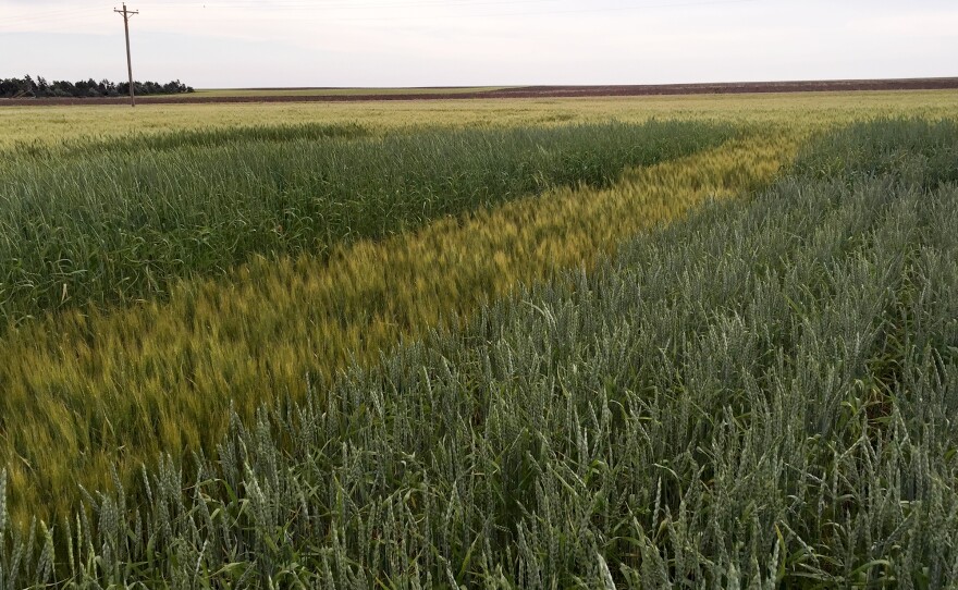 A test plot of spelt on a farmer's field near Chappell, Neb.