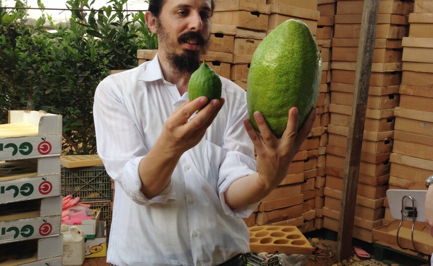 A wholesaler picking out fruit in an Israeli etrog orchard weighs a large Yemen-style etrog against a smaller variety. He prefers the small ones, and will search through stacks of boxes to find those he considers most beautiful.