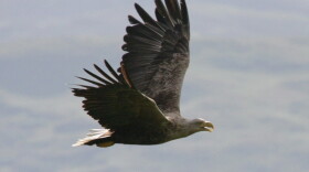 An adult white-tailed eagle in flight. The Isle of Mull, off the coast of western Scotland, hosts an amazing diversity of life.