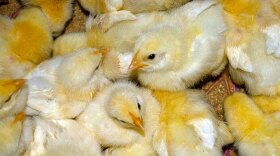 Baby chicks at R&B Acres, a farm in Oregon, Wis., that supplies free-range chickens to consumers through the help of Local Dirt, a national online marketplace for local food.